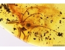 Rare Ant Paraaneuretus tornquisti. Fossil insect in Baltic amber #12920