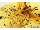 Rare Ant Paraaneuretus tornquisti. Fossil insect in Baltic amber #12920