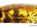 Rare Ant Paraaneuretus tornquisti. Fossil insect in Baltic amber #12920