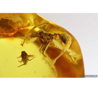 Rare Ant Formicidae Aphaenogaster Sommerfeldti, Spider, Coprolite and More. Fossil inclusions Baltic amber #12927