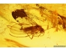 Rare Ant Formicidae Prenolepis henschei and More. Fossil insects Baltic amber #12980