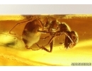 Rare Ant Formicidae Prenolepis henschei and More. Fossil insects Baltic amber #12980