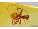 Rare Ant Formicidae Prenolepis henschei and More. Fossil insects Baltic amber #12980