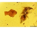 Ant Formicidae Ctenobethylus goepperti, Aphid and Mites. Fossil inclusionss Baltic amber #12984