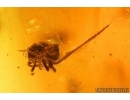 Ant Formicidae Ctenobethylus goepperti, Aphid and Mites. Fossil inclusionss Baltic amber #12984