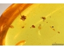 Ant Formicidae Ctenobethylus goepperti, Aphid and Mites. Fossil inclusionss Baltic amber #12984