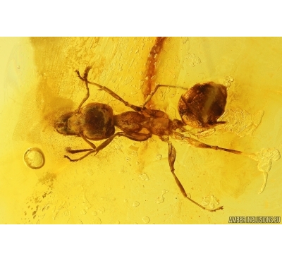 Ant Formicidae Gesomyrmex hoernesi. Fossil insect Baltic amber #12988