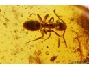 4 Caddisflies, Ant, Spider, Springtail, Mite and More. Fossil inclusions Baltic amber #13025