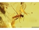 Swarm of Dark-Winged fungus gnats Sciaridae. Fossil inclusions Baltic amber #13058