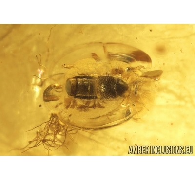 Rove beetle Staphylinidae and Leaf with Mite Acari. Fossil inclusions Baltic amber #13114