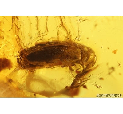 False darkling beetle Melandryidae. Fossil insect in Baltic amber #13116