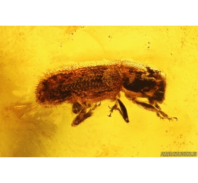 Bark Beetle Curculionidae Scolytinae. Fossil insect in Baltic amber #13122