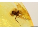 Long-legged fly Dolichopodidae. Fossil Inclusion Baltic amber #13136