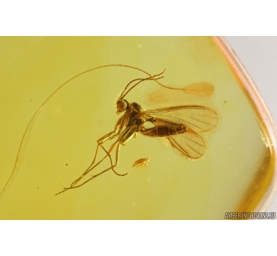 Dark-Winged fungus gnat Sciaridae and Mite Acari. Fossil inclusions Baltic amber #13142