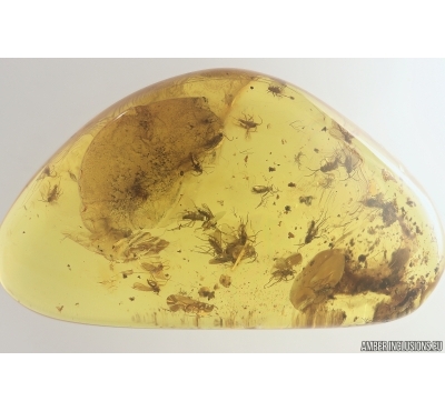 Swarm of Dark-Winged fungus gnats Sciaridae. Fossil inclusions Baltic amber #13147