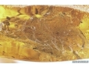 Mammalian hair and More. Fossil inclusions Baltic amber #13180