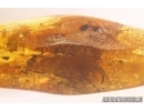 Mammalian hair and More. Fossil inclusions Baltic amber #13180