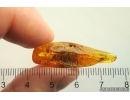 Mammalian hair and More. Fossil inclusions Baltic amber #13180