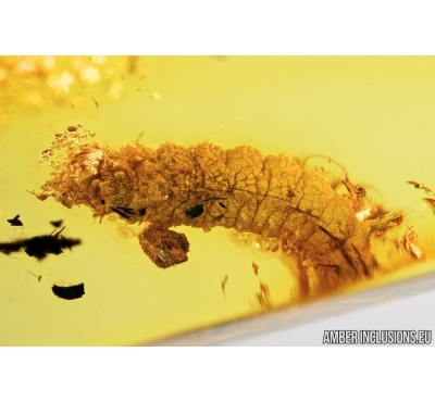 Beetle Larva Coleoptera. Fossil inclusion Baltic amber #13189