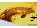 Beetle Larva Coleoptera. Fossil inclusion Baltic amber #13189