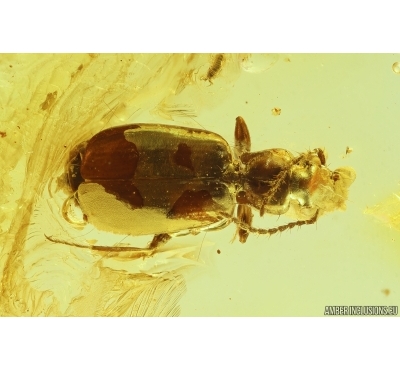 Ground beetle Carabidae. Fossil insect in Baltic amber #13190