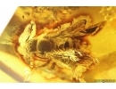 Very nice Rare Big 12mm Honey Bee Apoidea. Fossil insect in Big 55g Ukrainian Rovno amber stone #13197R