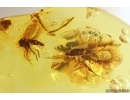 Rare Muscoid fly Acalyptratae, Fungus gnat Mycetophilidae and Ant. Fossil inclusions Baltic amber #13200