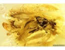 Rare Muscoid fly Acalyptratae, Fungus gnat Mycetophilidae and Ant. Fossil inclusions Baltic amber #13200