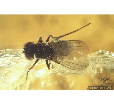 Rare Micro-Dolichopodidae. Fossil insect in Ukrainian Rovno amber #13203R