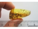 Rare Micro-Dolichopodidae. Fossil insect in Ukrainian Rovno amber #13203R