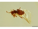 Nice Termite Isoptera and Rove beetle Staphylinidae Pselaphinae. Fossil inclusions Baltic amber #13226