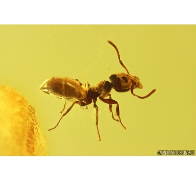 Ant Formicidae Ctenobethylus goepperti. Fossil insect Baltic amber #13239