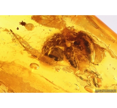 Rare Ant Ant Formicidae ?Camponotus and long-legged fly Dolichopodidae. Fossil insects Baltic amber #13248