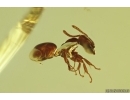 Ant Formicidae Ctenobethylus goepperti. Fossil insect Baltic amber #13249