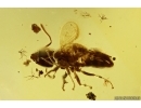 Ant Formicidae Ctenobethylus goepperti and Moth fly Psychodidae. Fossil insect Baltic amber #13256