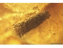 Ant ?Lasius, Caterpillac Case and More. Fossil inclusions Baltic amber #13260