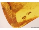 Ant ?Lasius, Caterpillac Case and More. Fossil inclusions Baltic amber #13260