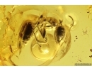 Ant Formicidae Ctenobethylus goepperti and Water bubble. Fossil inclusions Baltic amber #13262