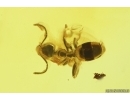 Rare Parasitic wasp Mymarommatidae and Ant Hymenoptera. Fossil Inclusions Baltic amber #13266