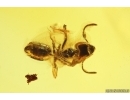 Rare Parasitic wasp Mymarommatidae and Ant Hymenoptera. Fossil Inclusions Baltic amber #13266