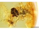 Two Ants Formicidae Ctenobethylus goepperti and Gnat. Fossil insects Baltic amber #13269