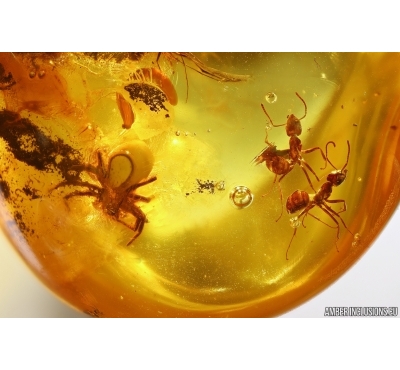 Two Ants Formicidae Ctenobethylus goepperti, Spider Araneae and More. Fossil inclusions Ukrainian Rovno amber #13276R