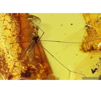 Crane Fly Limoniidae Trichoneura. Fossil inclusion Big 47g Ukrainian Rovno amber stone #13301R