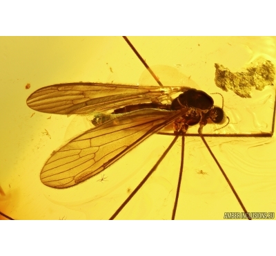 Very nice Crane Fly Limoniidae Trichoneura and Beetle Coleoptera. Fossil inclusion in Big 45g Ukrainian Rovno amber stone #13301R