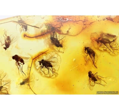Swarm of Long-legged flies Dolichopodidae, Leaf and Coprolite. Fossil Inclusions Baltic amber #13303