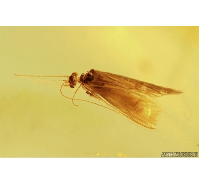 Two Caddisflies Trichoptera. Fossil inclusions Baltic amber #13321