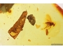 Springtail Collembola, Long-legged fly Dolichopodidae and Piece of amber inside. Fossil inclusions Baltic amber #13322