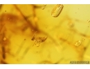 Springtail Collembola, Long-legged fly Dolichopodidae and Piece of amber inside. Fossil inclusions Baltic amber #13322