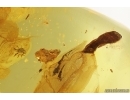 Rare Mite Caeculidae and More. Fossil inclusions Ukrainian Rovno amber #13327