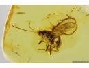 Nice Wasp Hymenoptera Ichneumonidae. Fossil insect Baltic amber #13329
